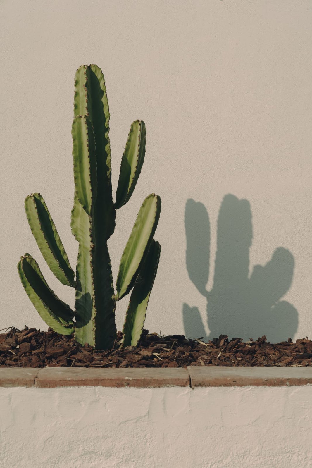 Cactus casting its shadow on a sunlit whitewashed wall