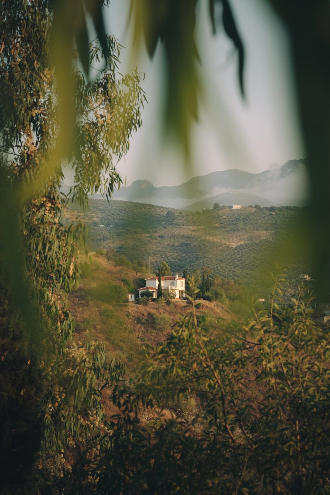View across olive groves towards an Andalucian house and misty mountains